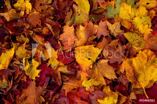 Bild på Fall colors 